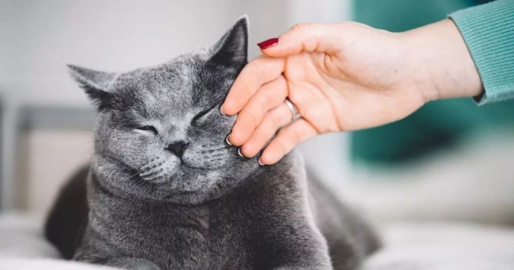 Gato