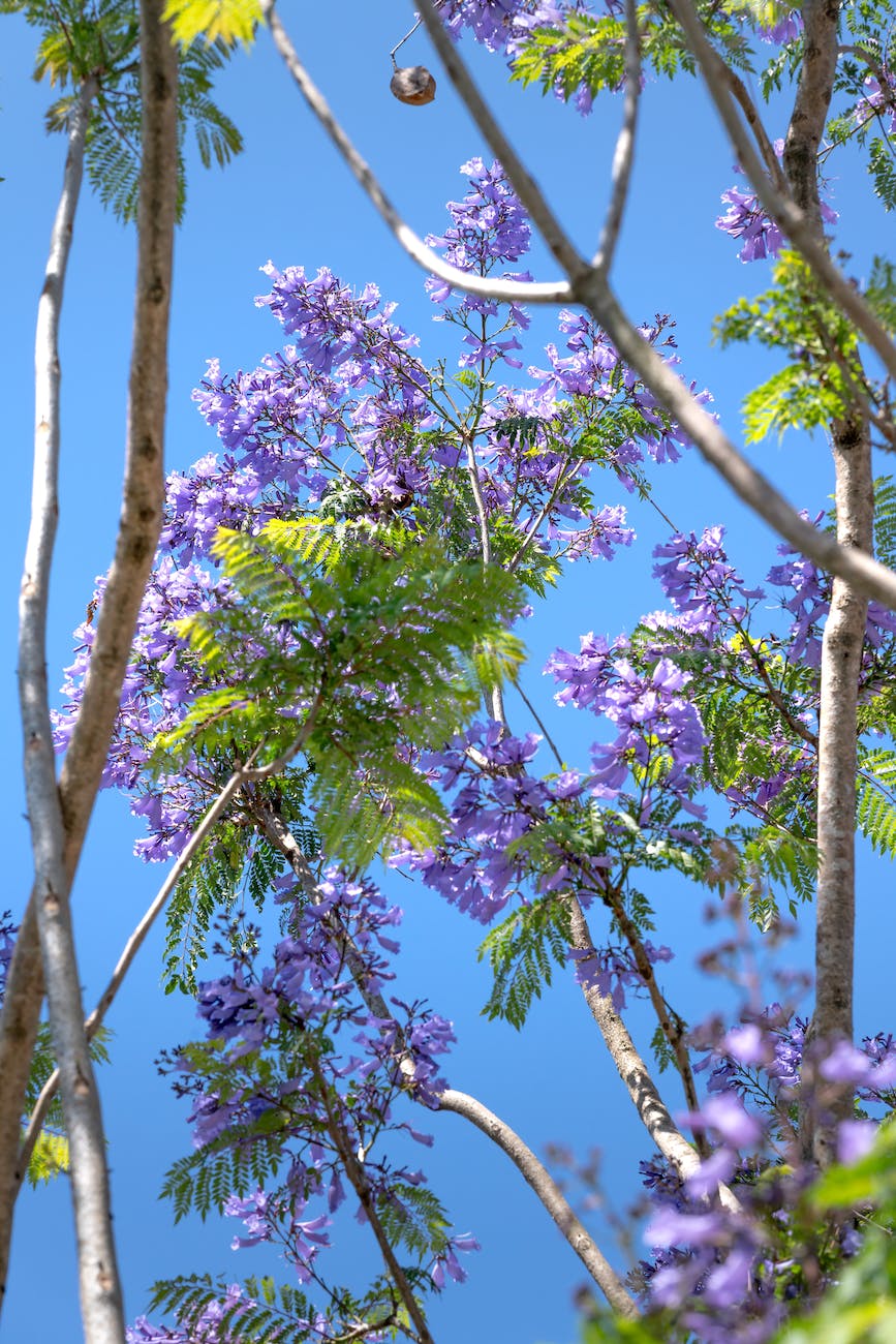 blooming purple jacaranda flowers