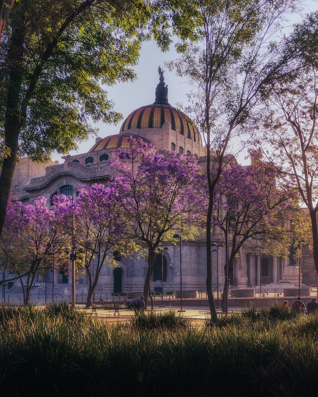 jacarandas near the concrete building