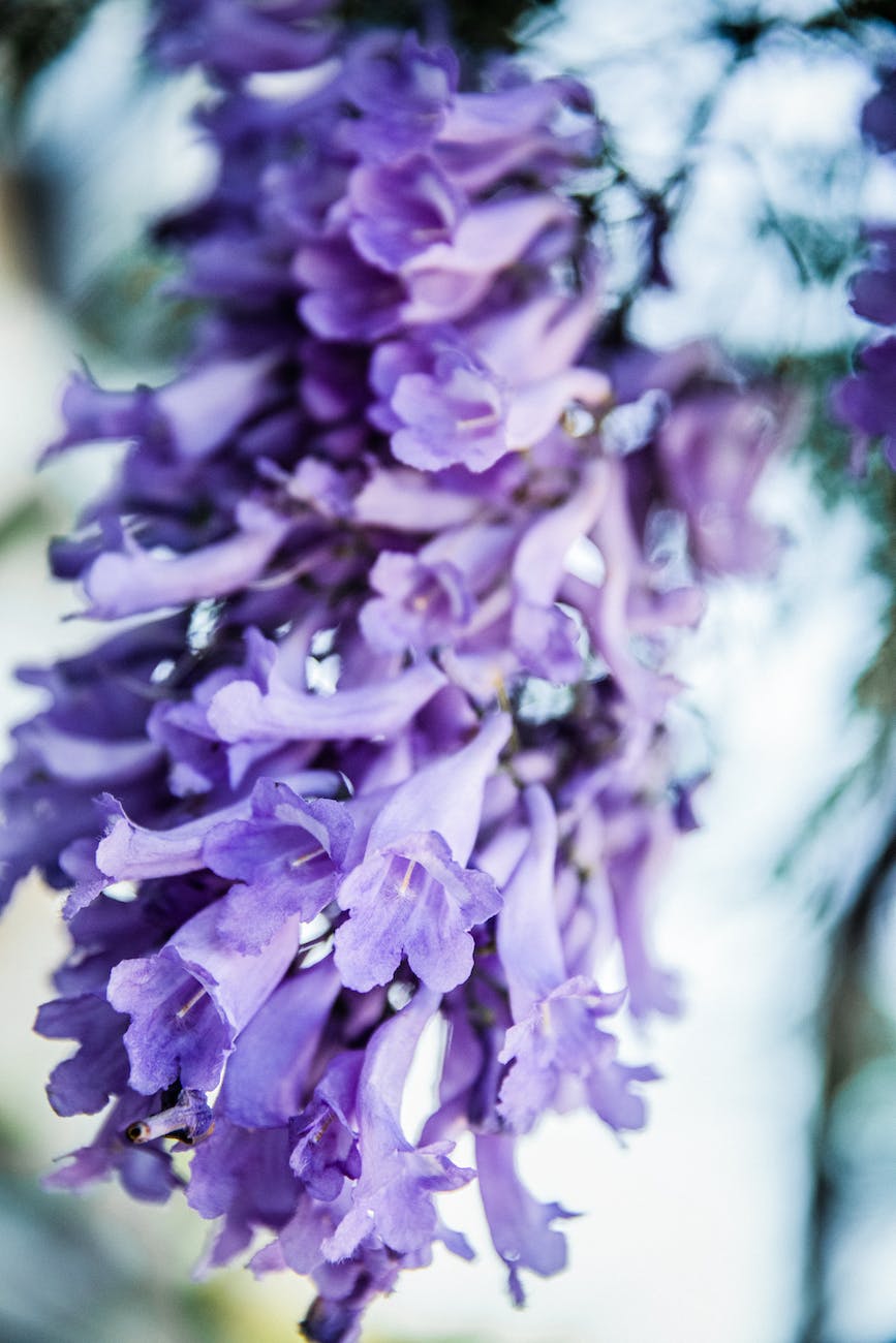 close up photo of purple flowers