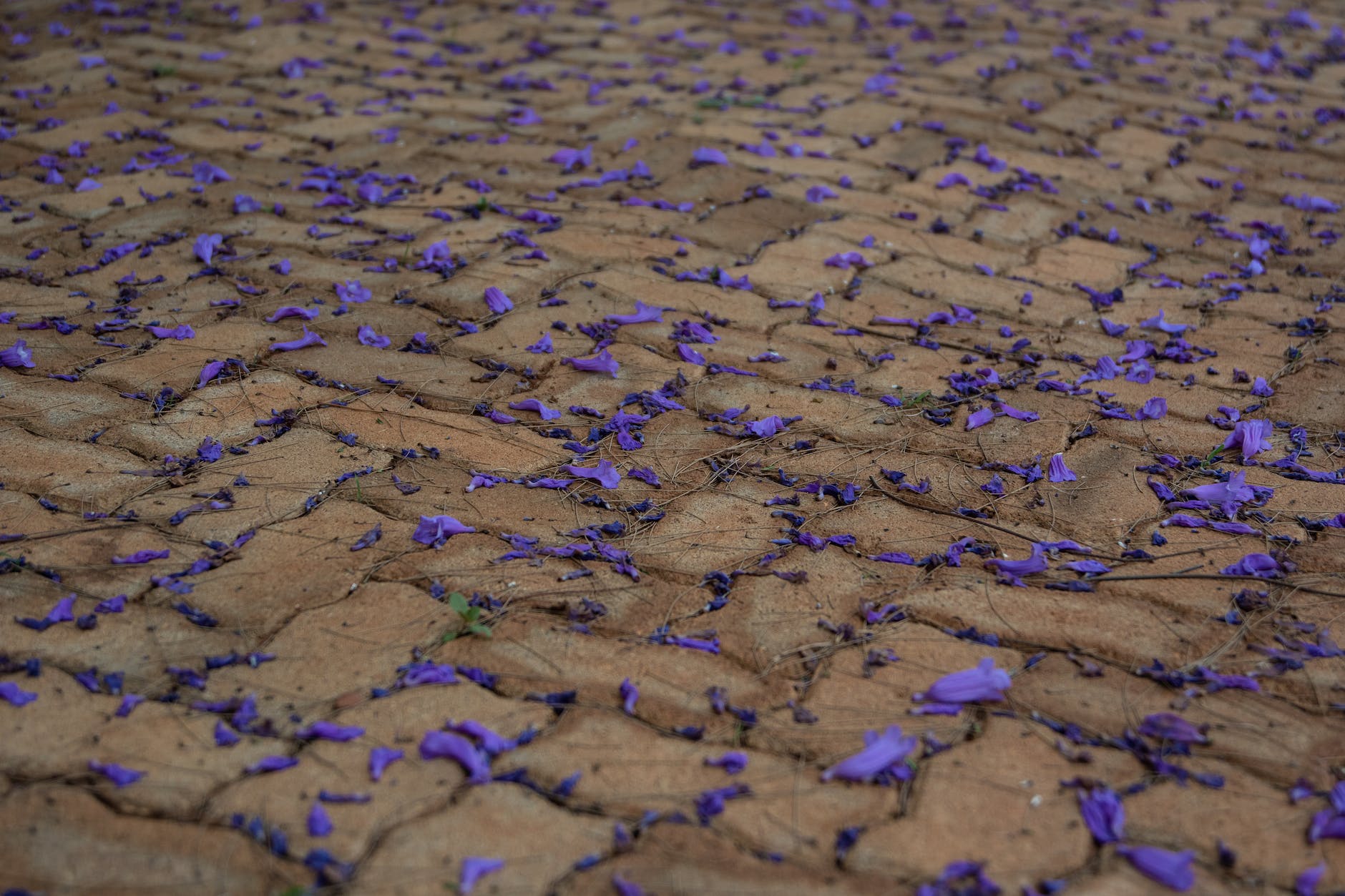 a close up shot of blue jacaranda flowers and pine needles on the pavement