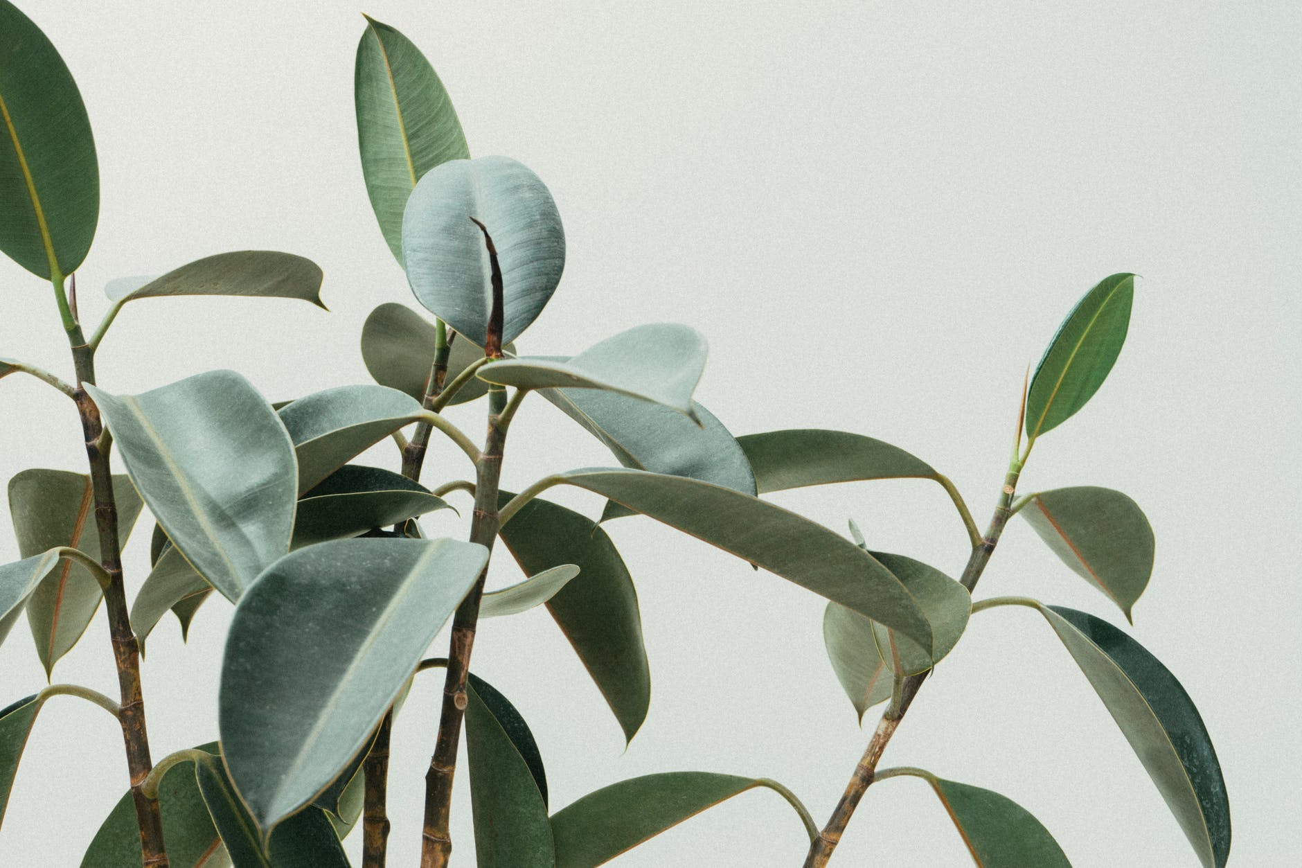green leafed plant