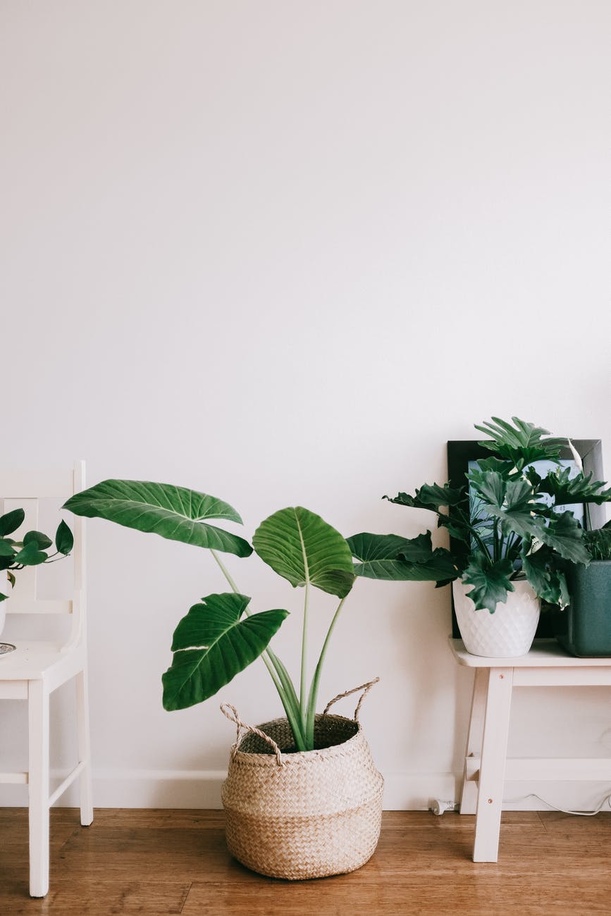 green plant on white wooden table