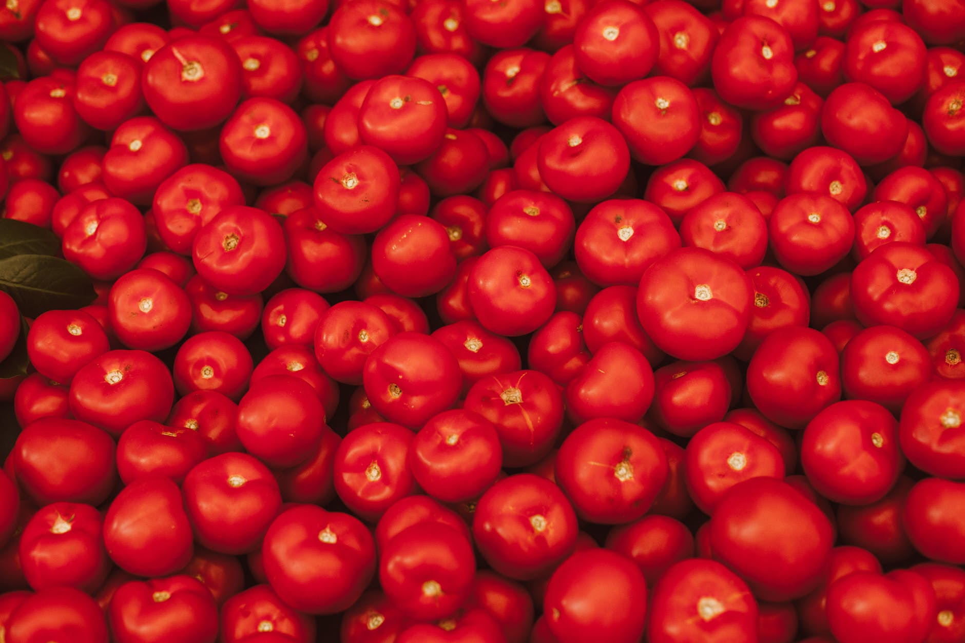 close up shot of red tomatoes
