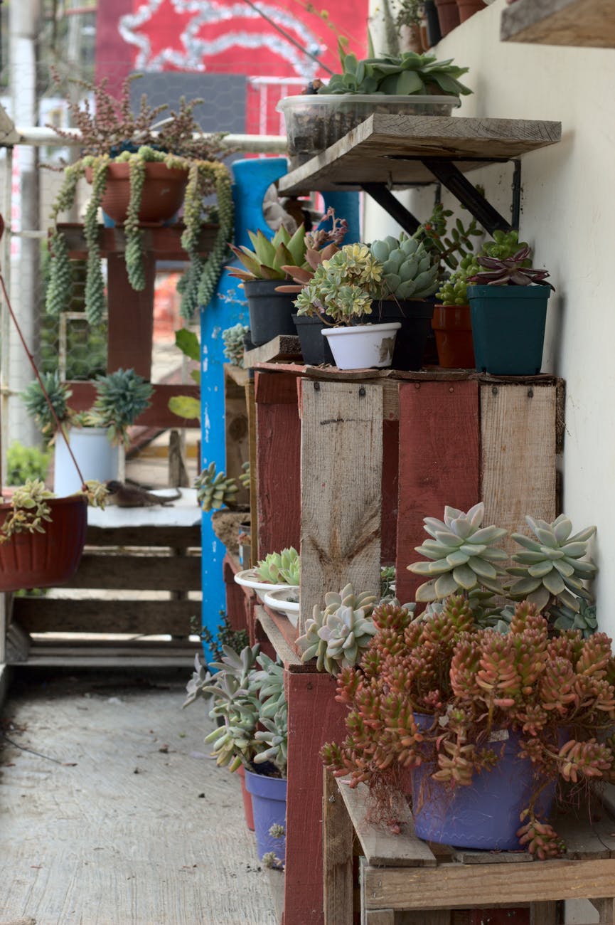 green and brown cactus plants