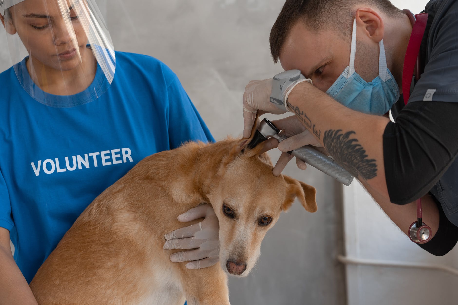 a dog having a checkup on a veterinary